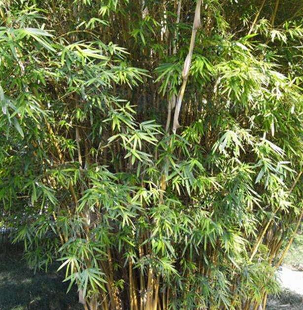 鳳尾竹3.jpg