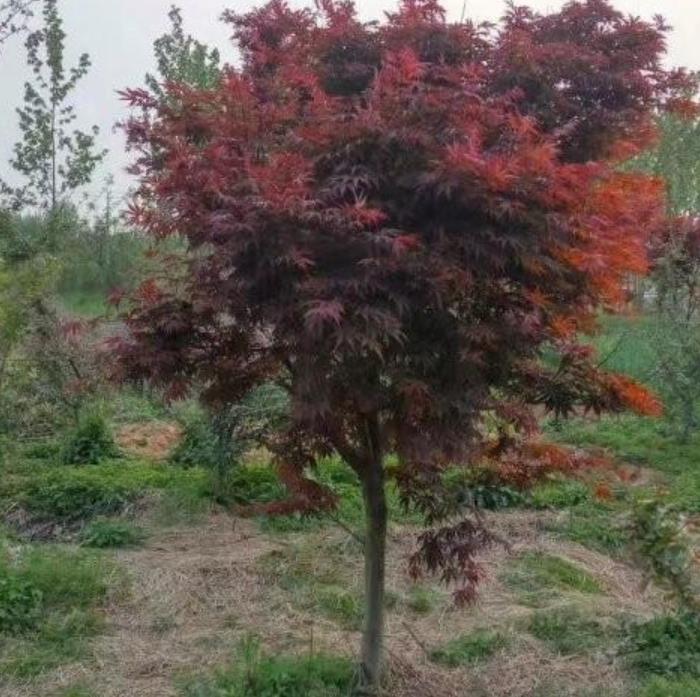 紅楓