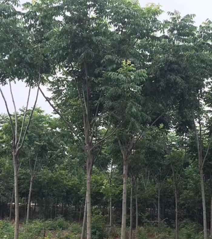 欒樹