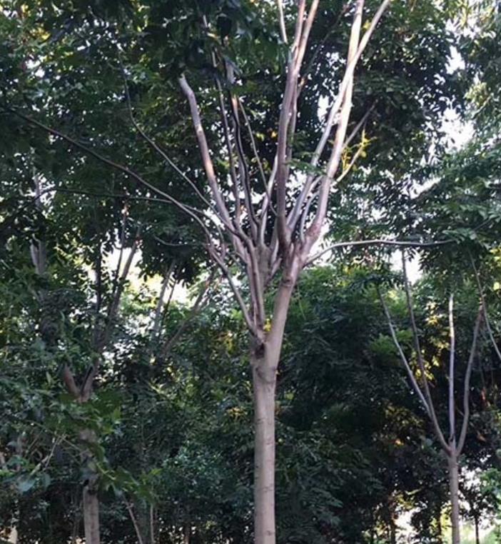 欒樹