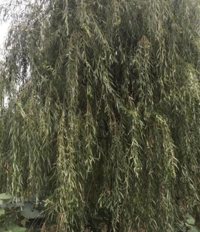垂柳