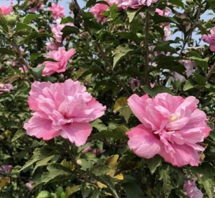 木槿