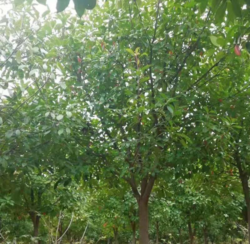 紅葉石楠