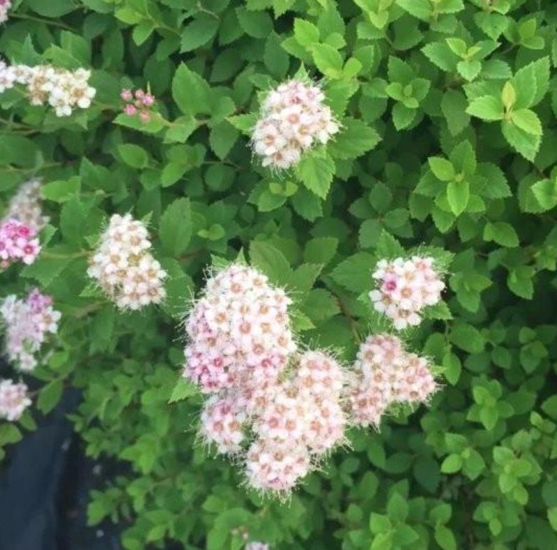 金山繡線菊