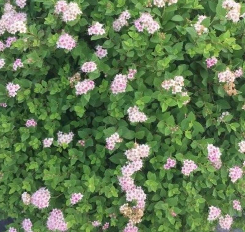 金山繡線菊