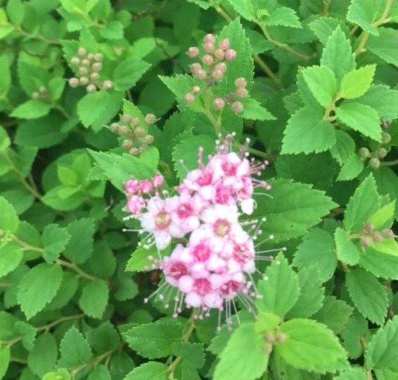 金山繡線菊