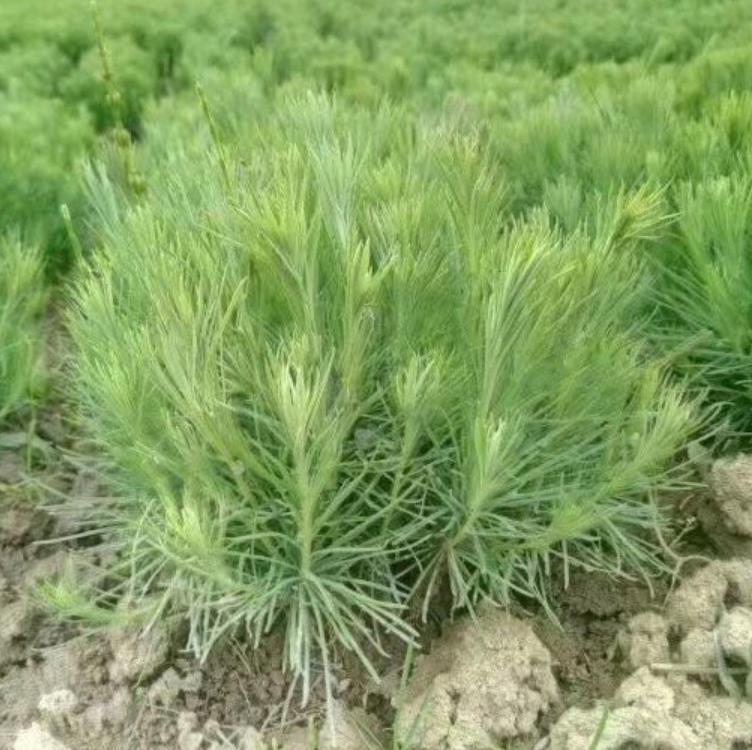 馬尾松