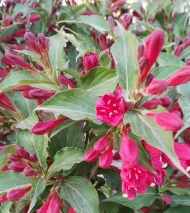 紅王子錦帶
