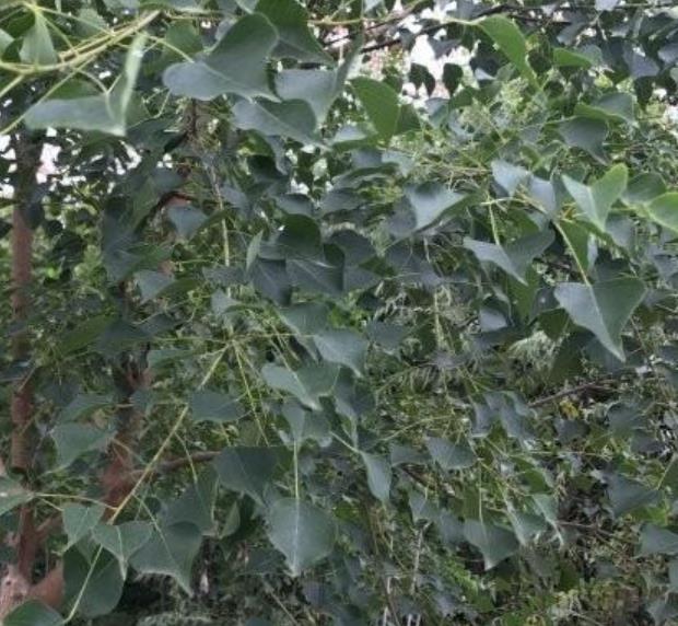烏桕