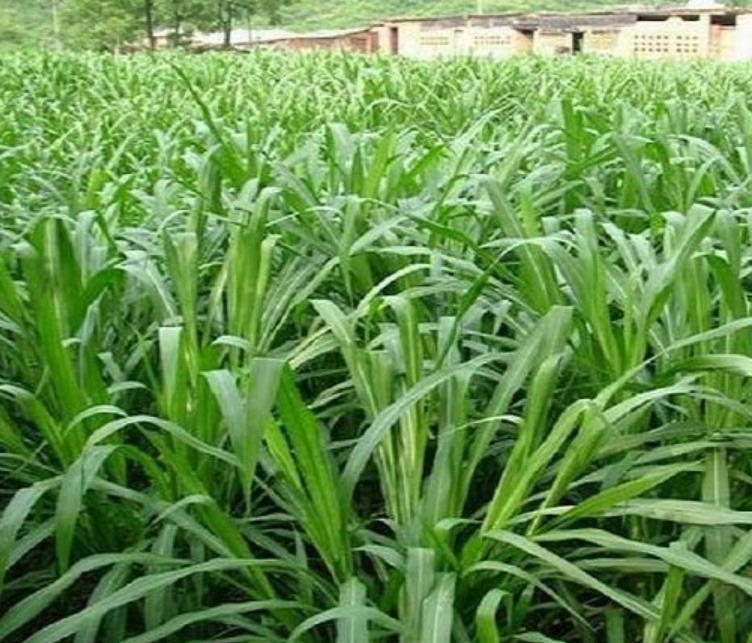 甜象草