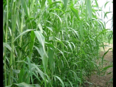 奶山羊吃什么牧草最好