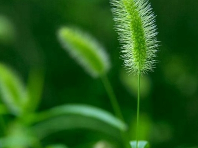 波爾山羊喜歡吃什么牧草