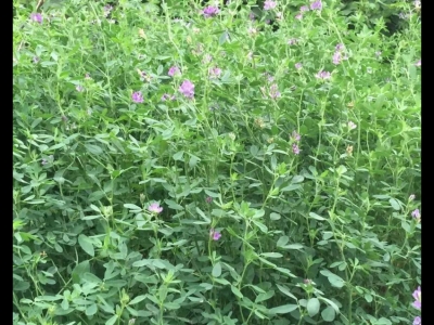 什么品種的的羊可以吃稻草