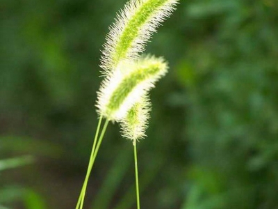 小雞喜歡吃什么小草