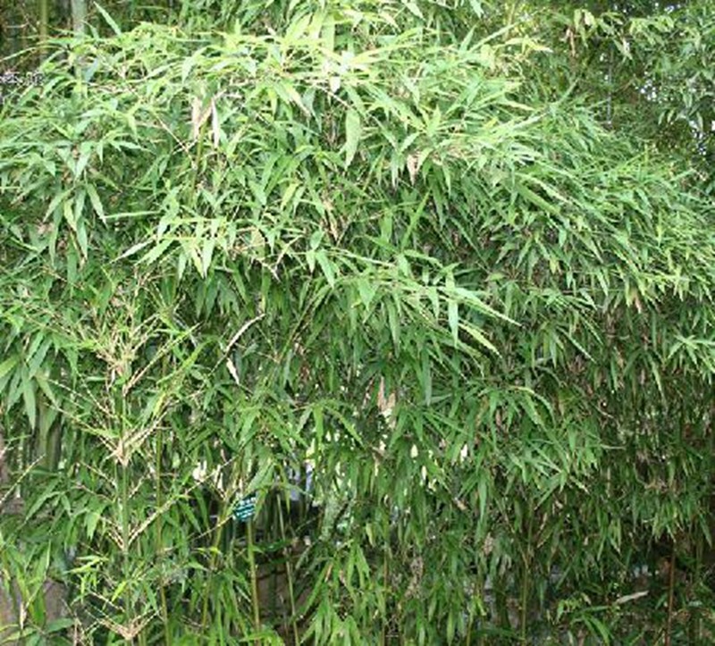 唐竹