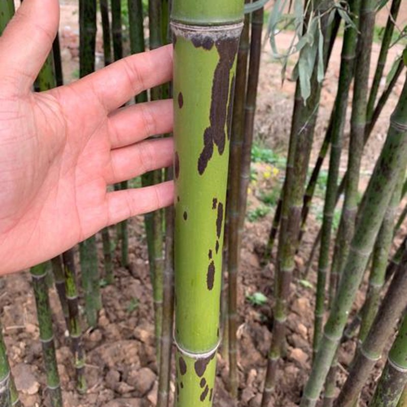 斑竹
