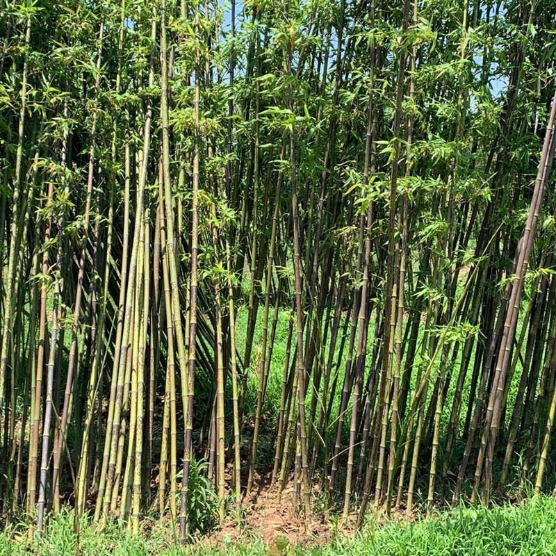 斑竹