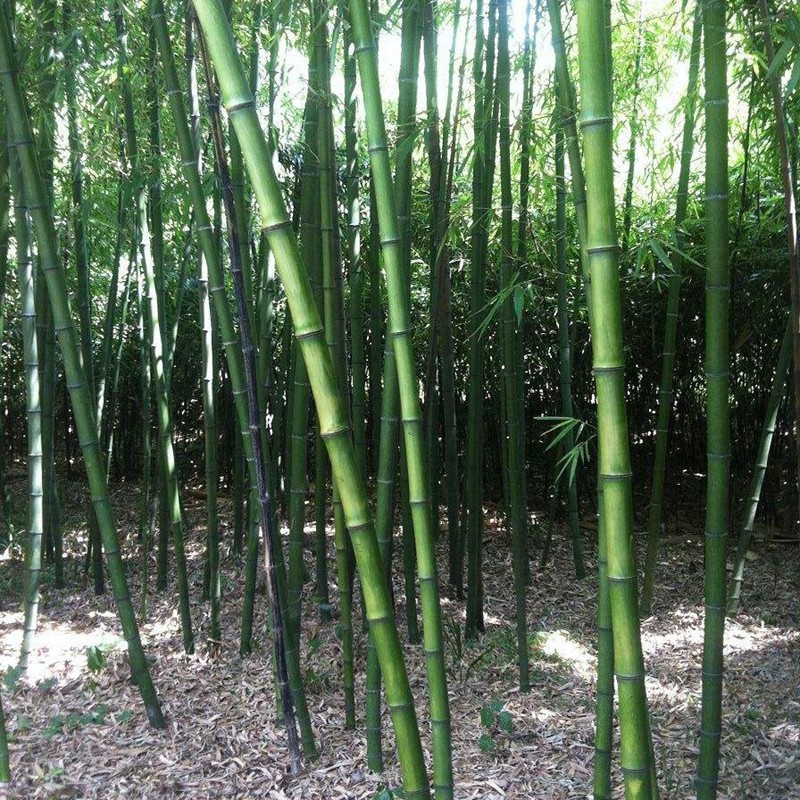 茶桿竹
