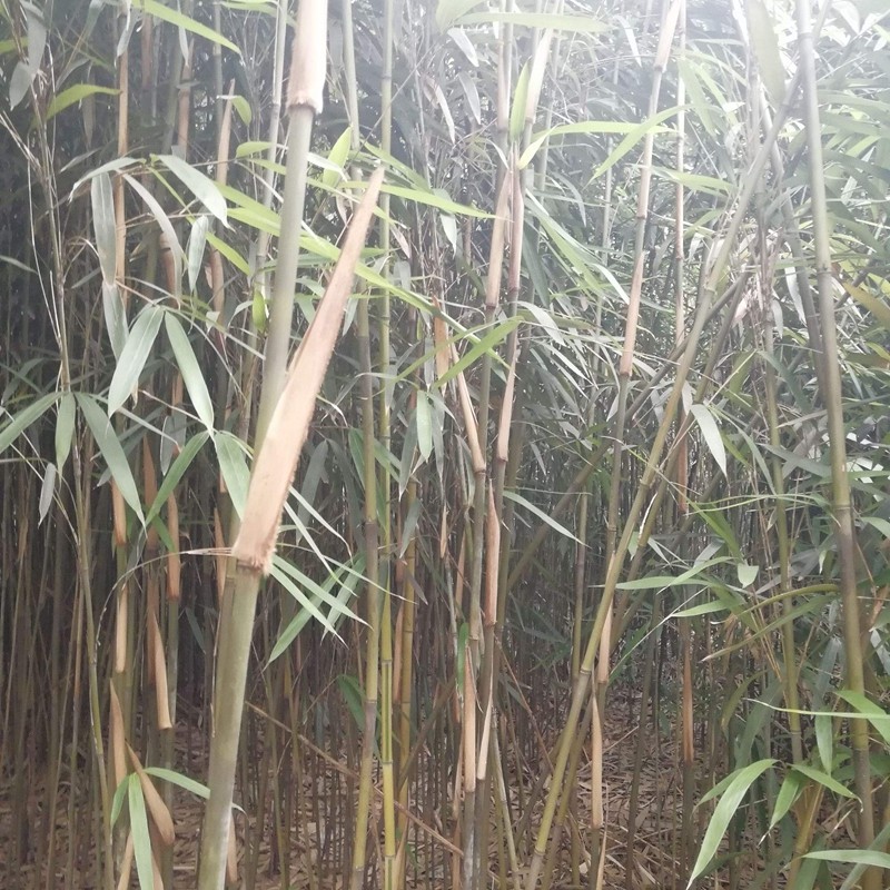茶桿竹01