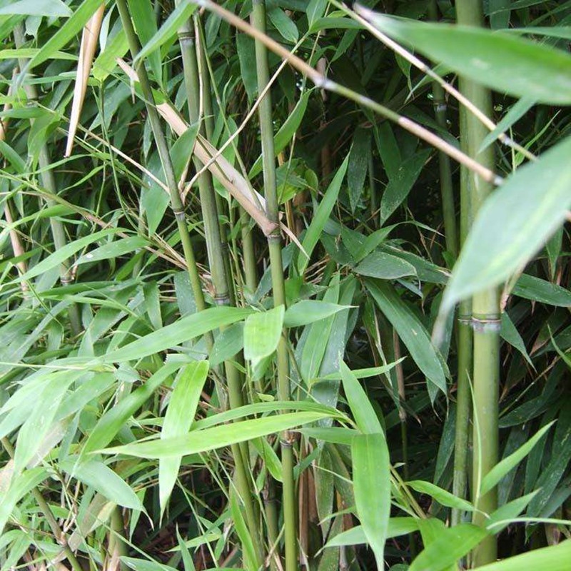 茶桿竹