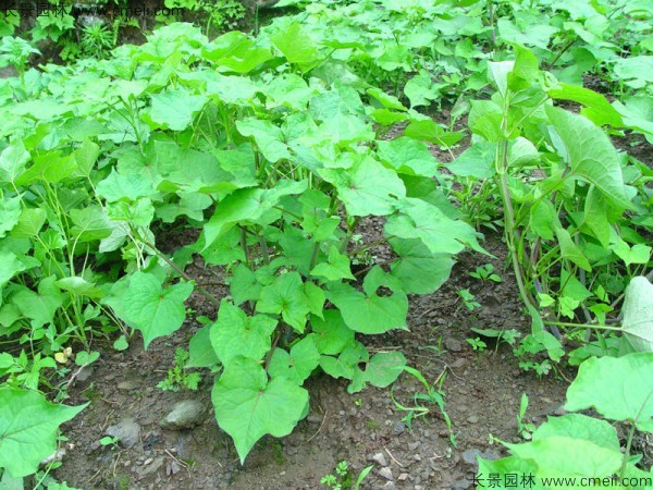 蕎麥種植密度每畝用種多少斤