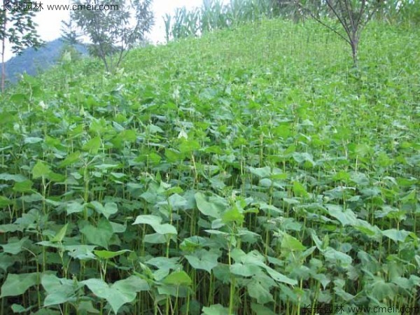 蕎麥種植密度每畝用種多少斤