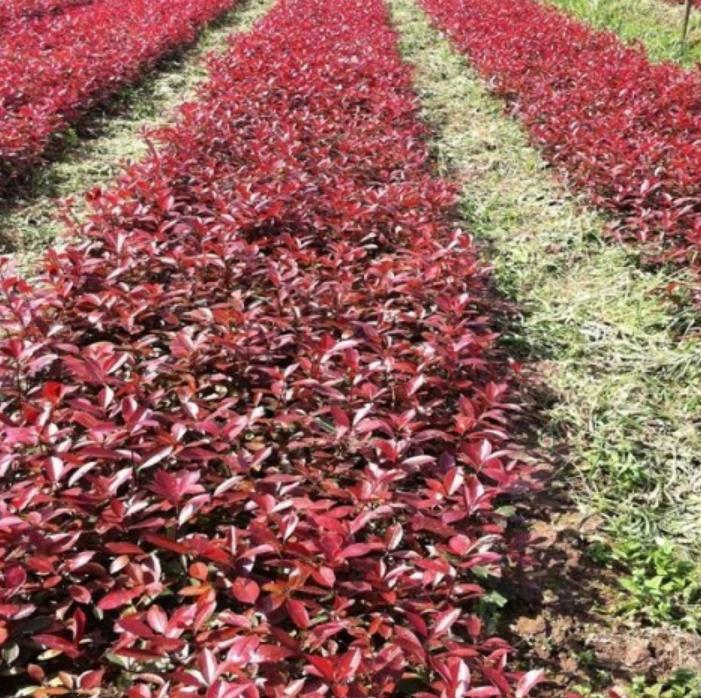 紅葉石楠