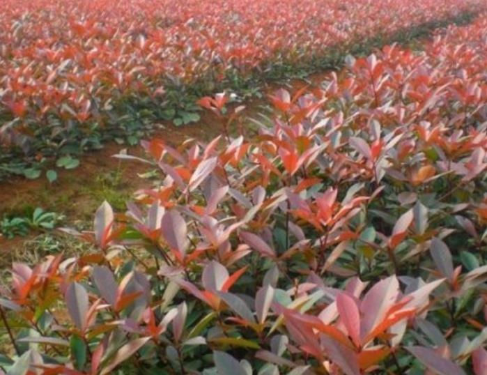 紅葉石楠