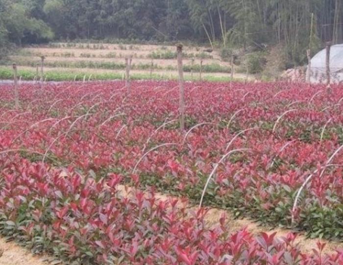 紅葉石楠