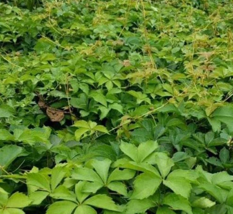 爬山虎