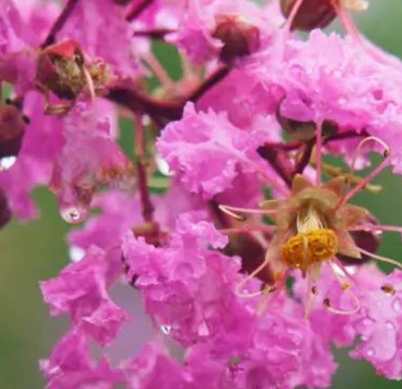 紫薇花