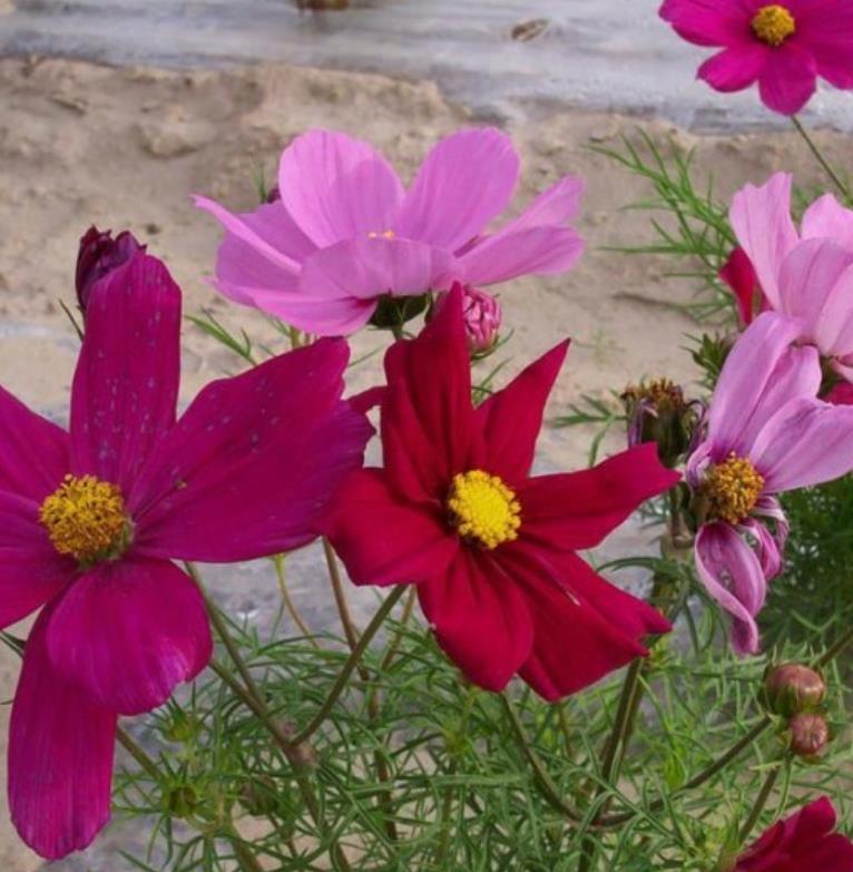 格桑花