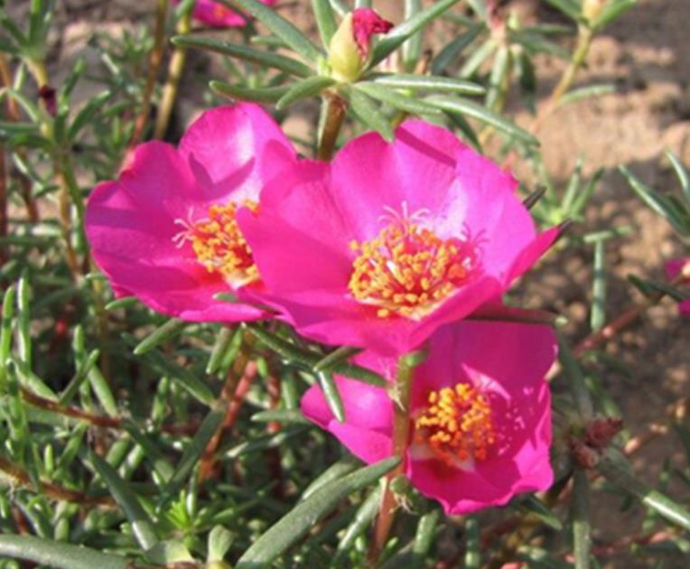 太陽花