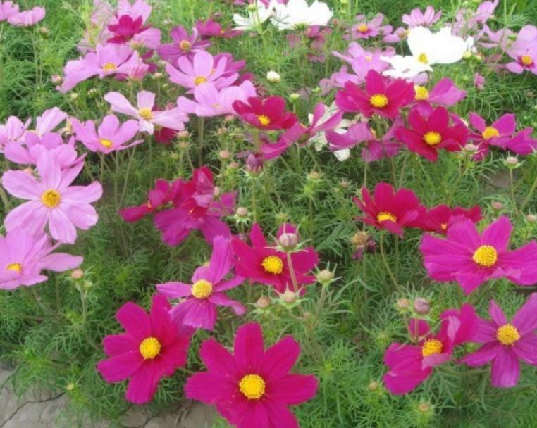 格桑花