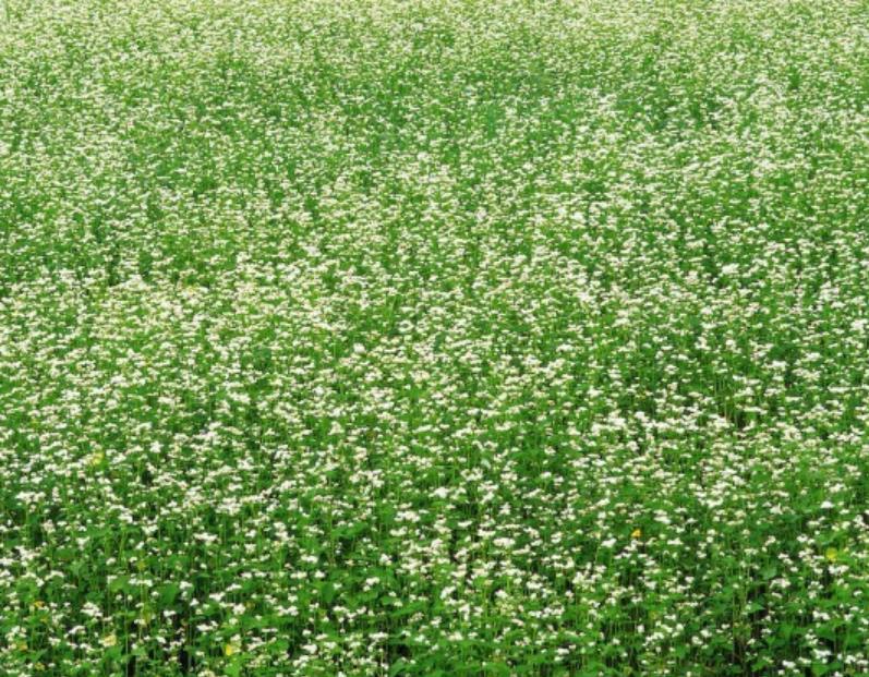 甜蕎麥