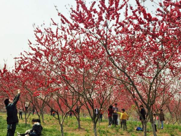 紅葉碧桃在園林綠化中的用途