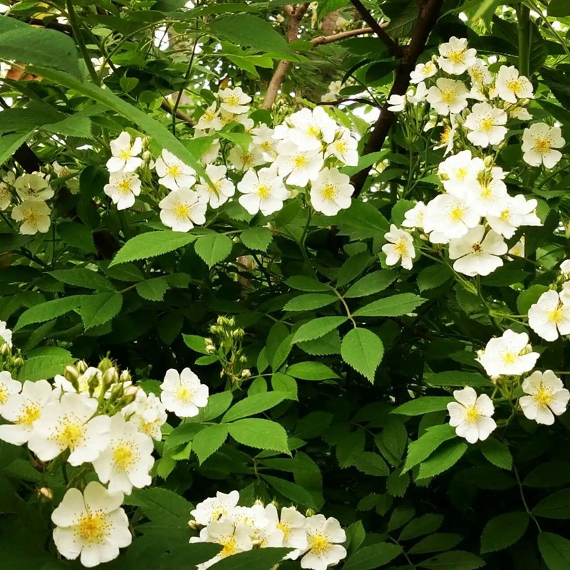 野薔薇