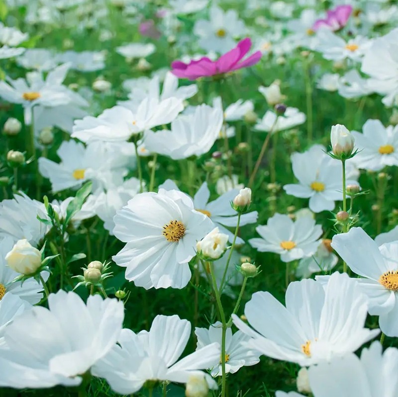 白波斯菊