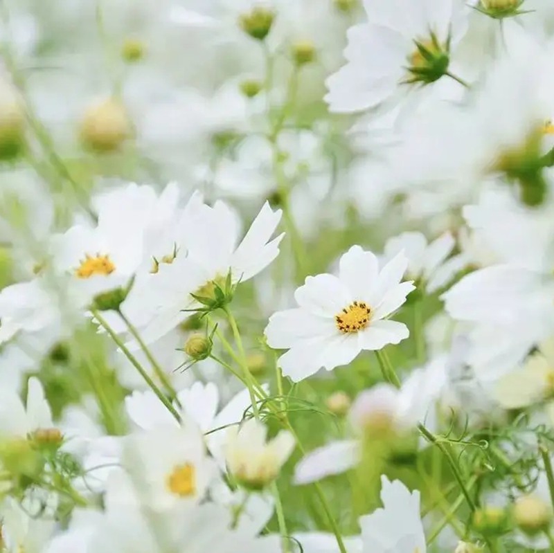 白波斯菊