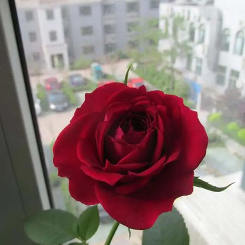 苔絲月季