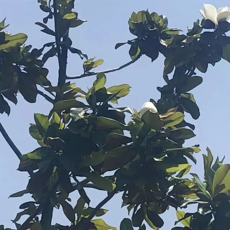 廣玉蘭樹