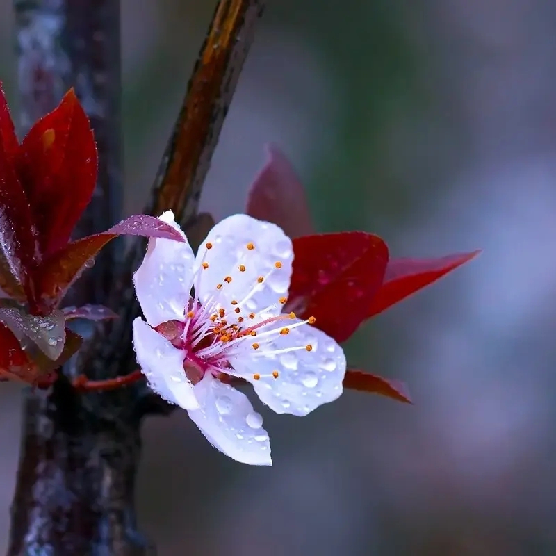 紅葉李
