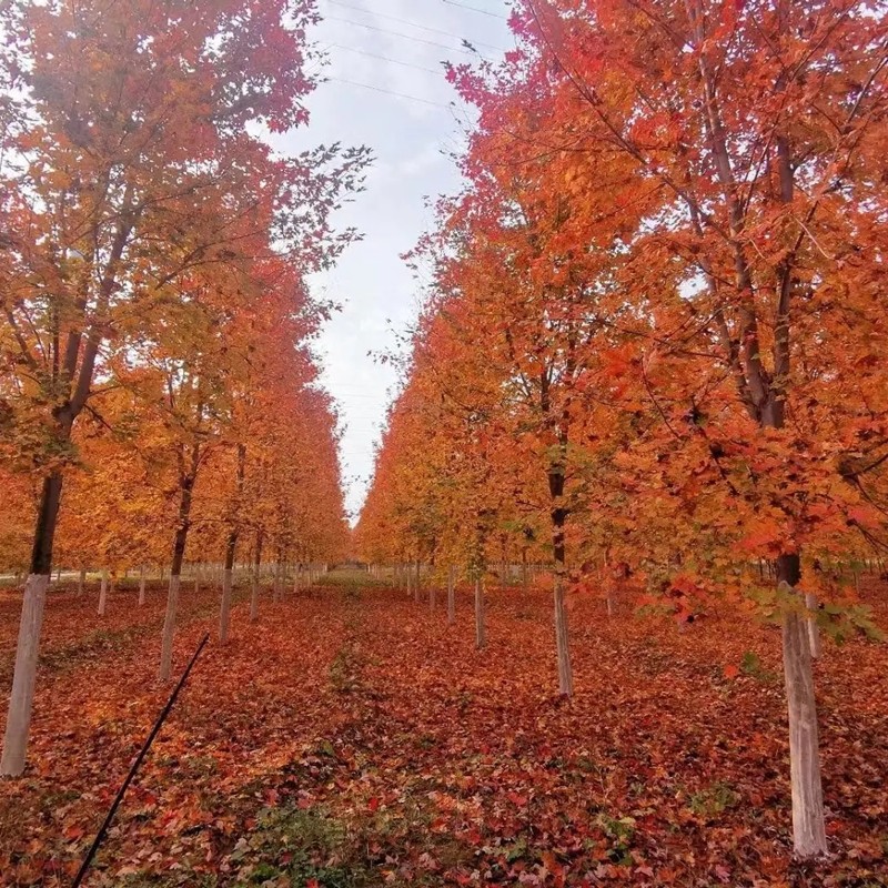 紅楓