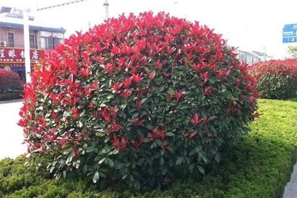 紅葉石楠