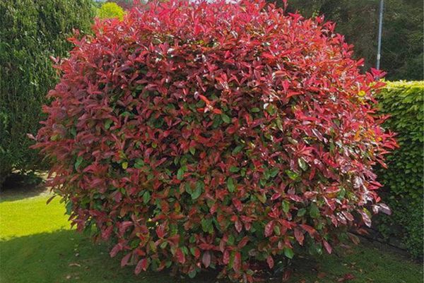 紅葉石楠