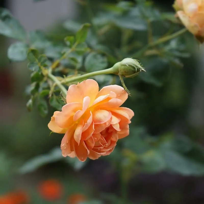 蜂蜜焦糖月季