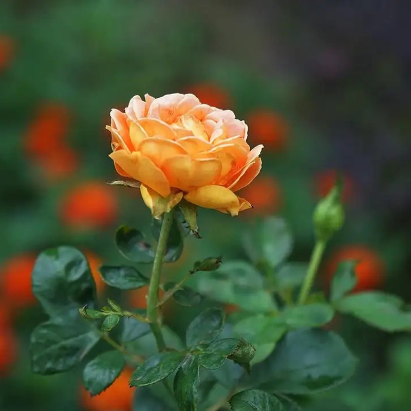 蜂蜜焦糖月季