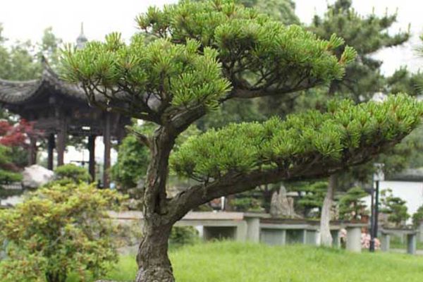 日本那須五針松
