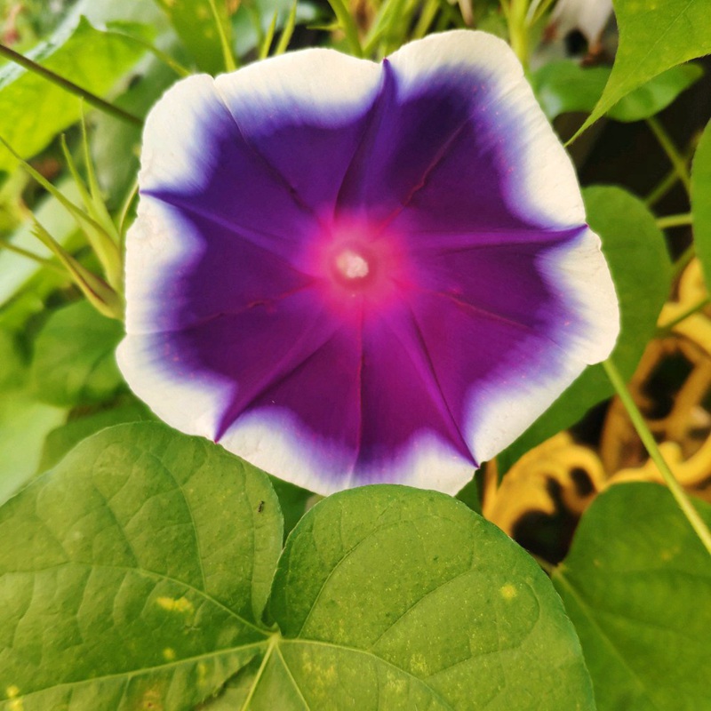 牽牛花