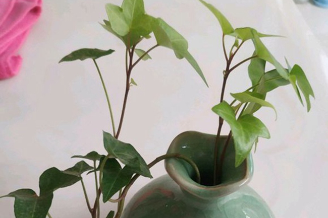 常春藤